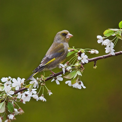 Greenfinch and Cherry Blossom.jpg Greenfinch and Cherry Blossom.jpg